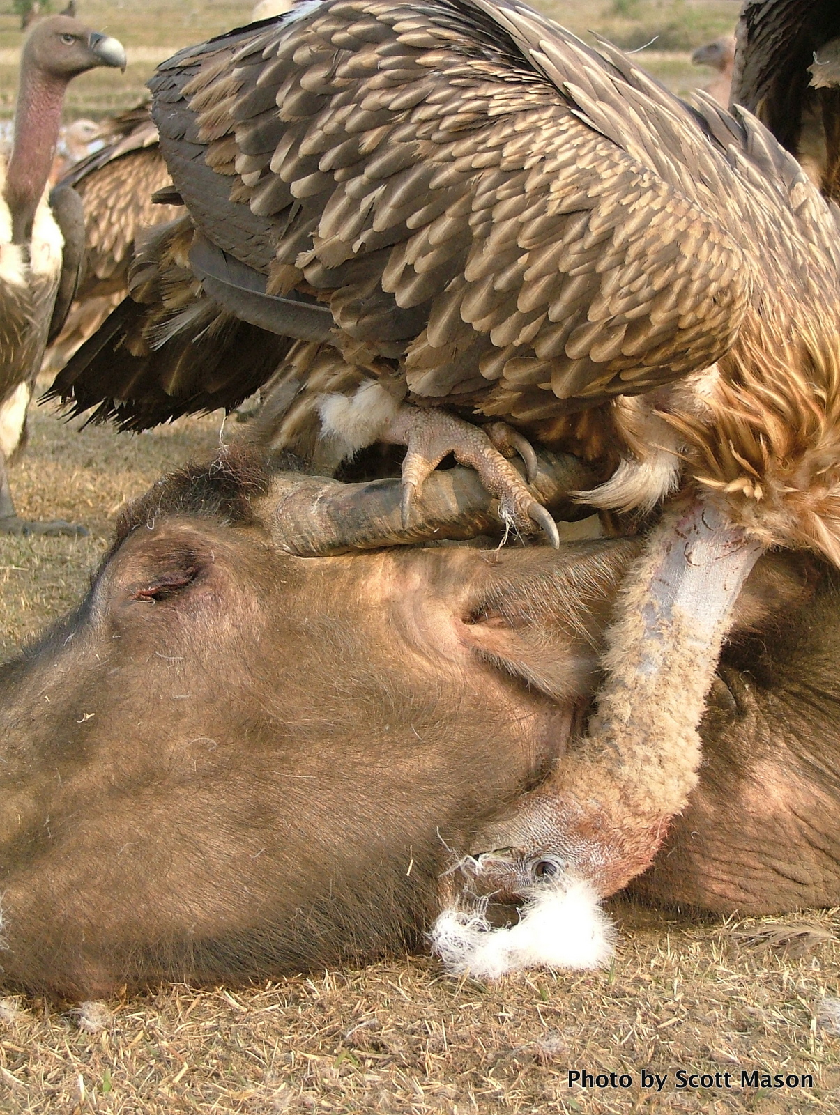 a vulture with a cow head